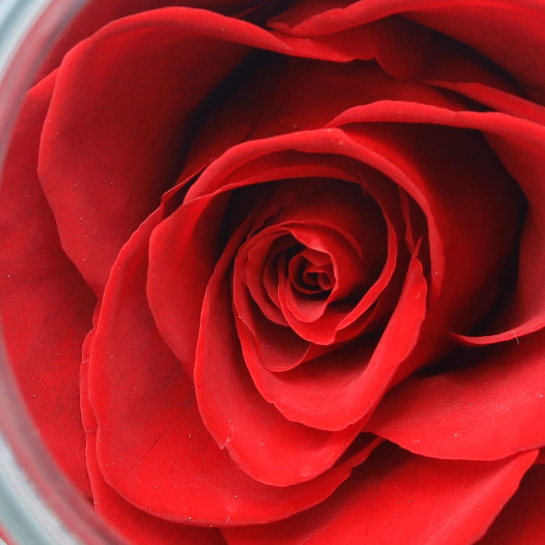 roliys Preserved Real Roses with Colorful Mood Light Wishing Bottle, Eternal Rose，Never Withered Flowers, Table Decor,Christmas Anniversary Valentine's, Red 4.3inch, 1pcs