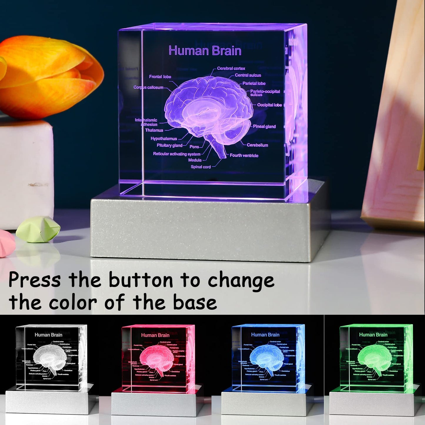 Movdyka 3D Human Brain Anatomy Model Doctor Psychology Graduation Gifts for Him Her, 3D Laser Etched Crystal Cube Brain Figure Paperweight Science Biology Gift with Colorful LED Base