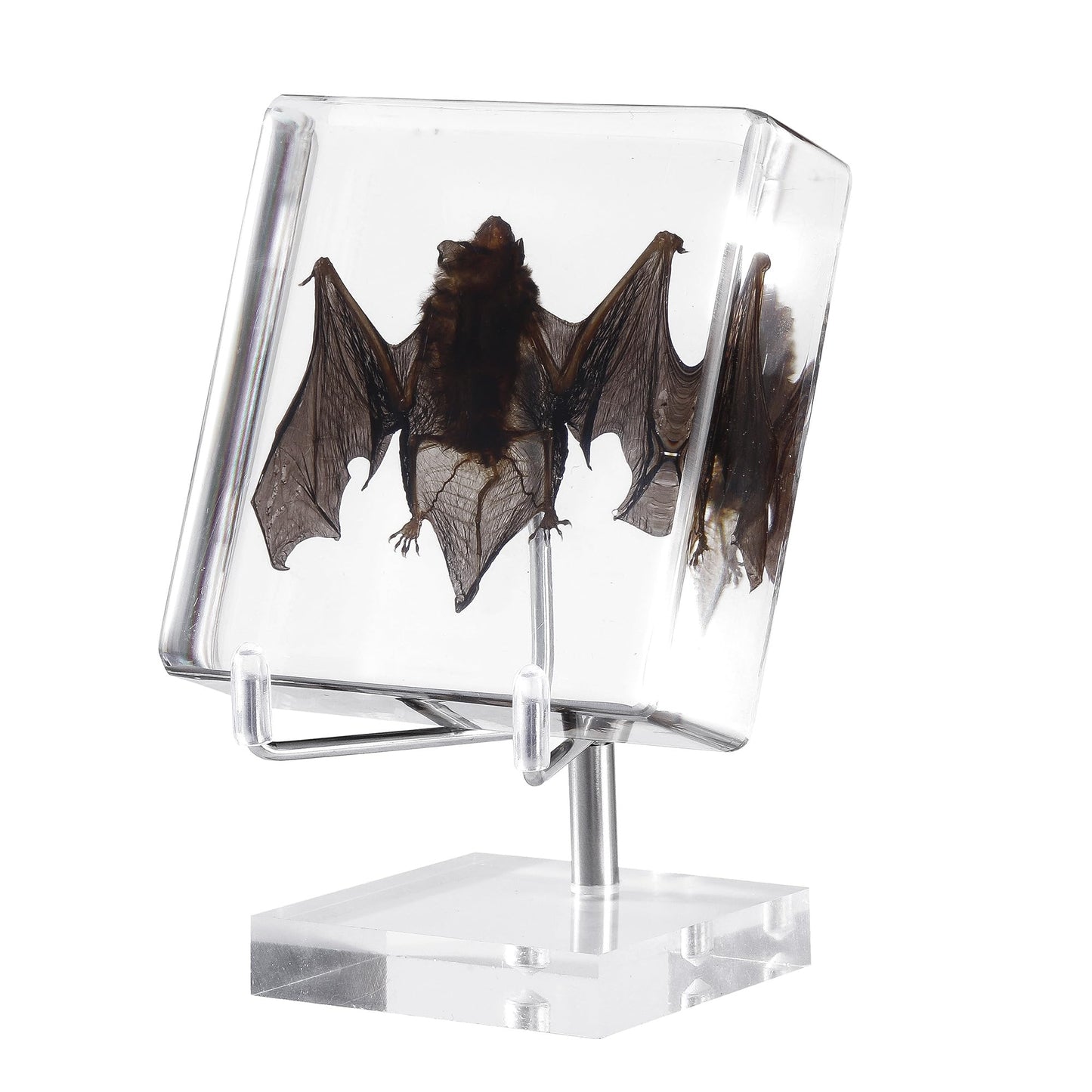 Taxidermy Bat, Real Bat Specimens Animal Specimen in Resin with Acrylic Base Display Stand for Science Classroom Science Education.Unique Gift for Fans of Taxidermy, Animal Skull, Oddities, Biology