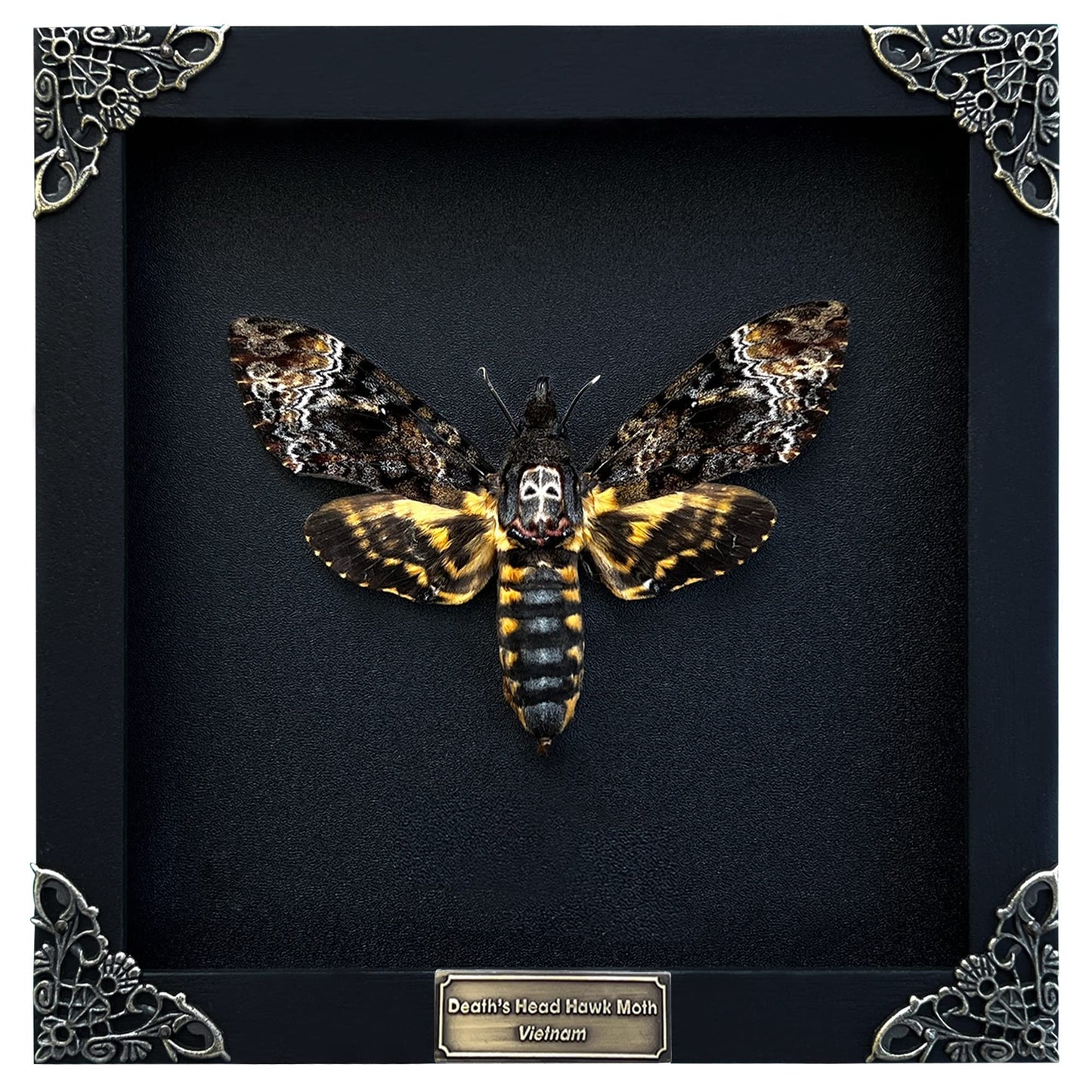 Death Head Moth Acherontia Skull Butterfly Handmade Shadow Box Oddity Curiosities Unique Gift Taxidermy Collectables Tabletop Wall Art Home Decor Living Gallery Bedroom K18-01-DE-MT