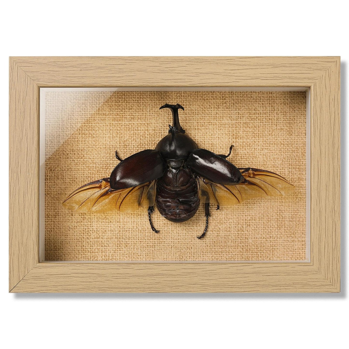 TOHTOFN Real Rhinoceros Beetle (Dynastes) Preserved Framed - 6.7x4.7 Inch Handcrafted Insect Specimen Shadow Box, Gothic Home Decor for Christmas Halloween Birthday Gifts