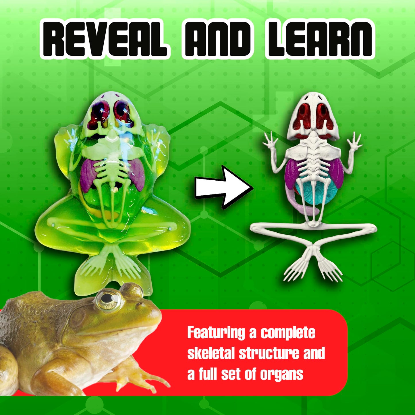 Top Secret Toys Dissect It Kit for Kids, Synthetic Dissection Kids Science Kit to Learn Animal Anatomy, Biology, STEM Frog Toys, Ages 6 and Above