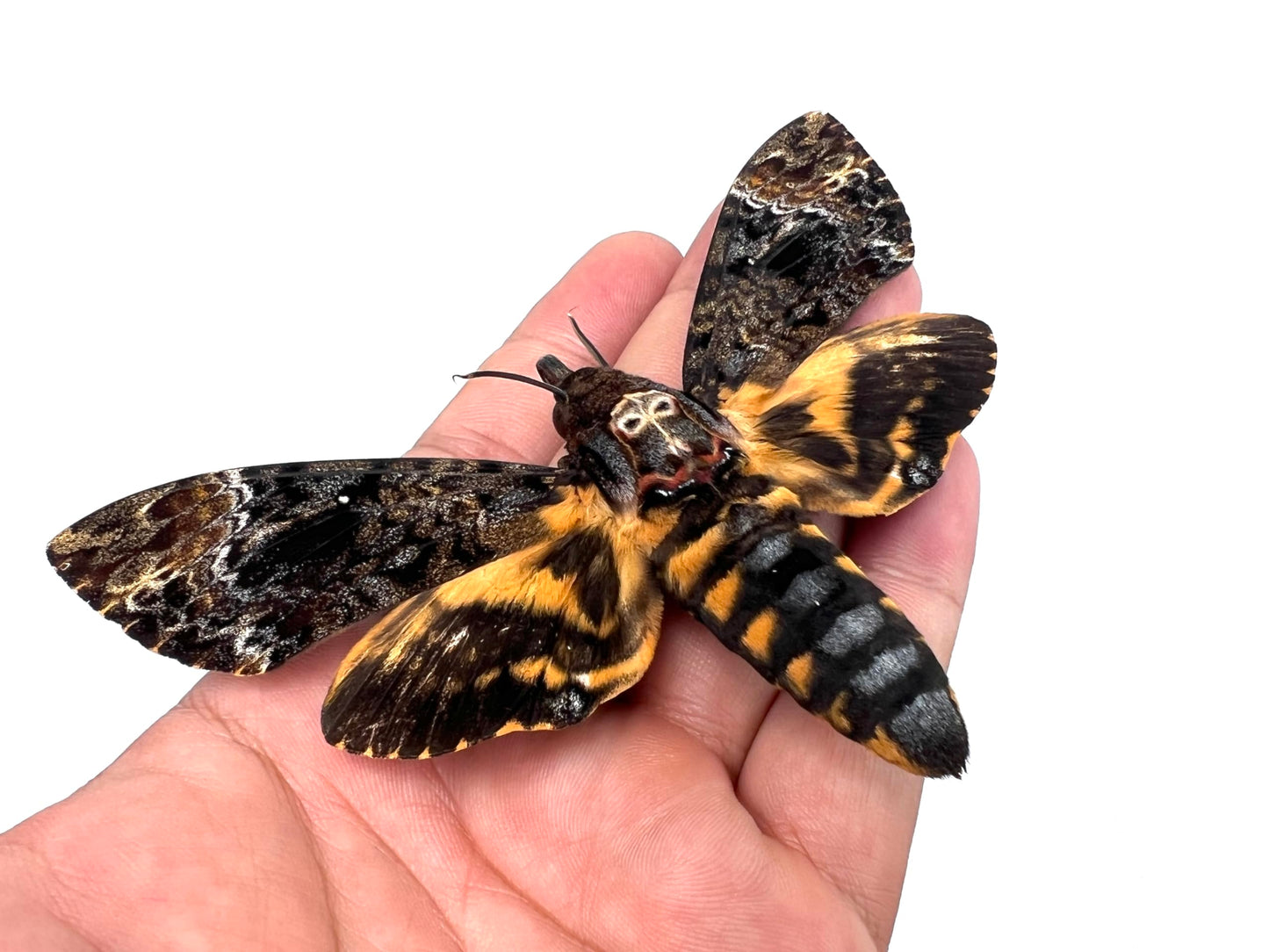 Death Head Moth Acherontia Skull Butterfly Handmade Shadow Box Oddity Curiosities Unique Gift Taxidermy Collectables Tabletop Wall Art Home Decor Living Gallery Bedroom K18-01-DE-MT