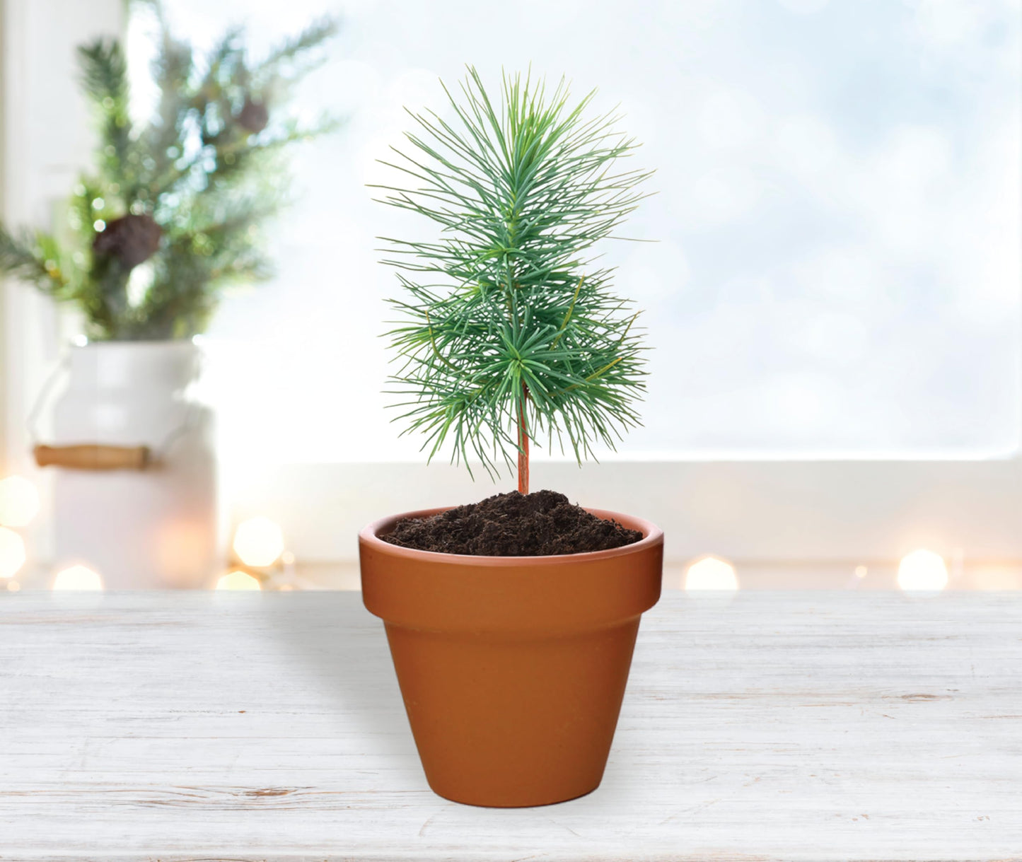 BUZZY Seeds Holiday Mini Spruce Kit 12-Pack – Terracotta Pots with Bear, Penguin, and Snowman Designs, All-in-One Tree Seed Starter Set, Stocking Stuffer, Party Favor