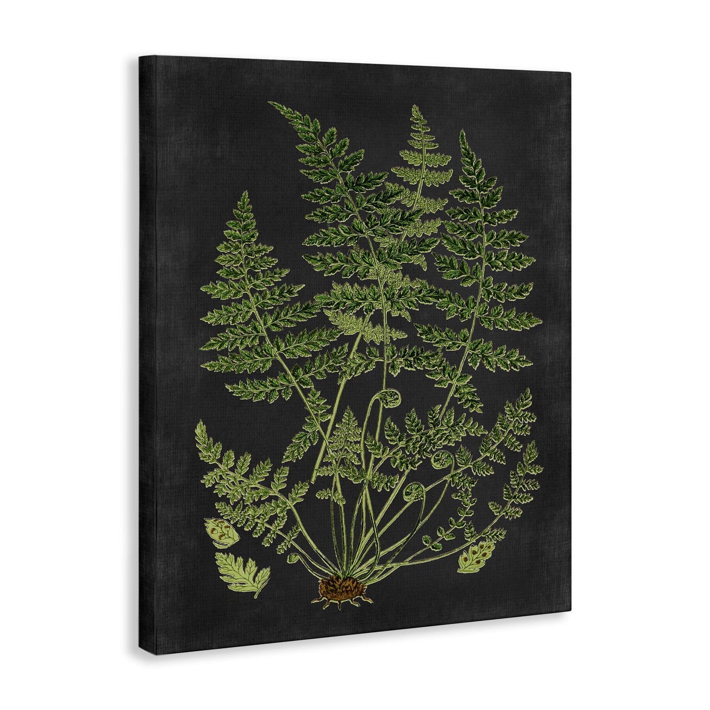 Stupell Industries 'Scientific Botanical Fern Drawing', Canvas Art, 16 x 20 Inches, Easy to Hang and Sturdy, Made in USA, by Lettered and Lined