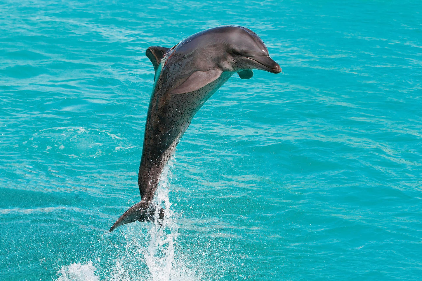 Wonderbox - Original Gift Idea - Experience Gift - Bucket List Experiences - 1 Activity to Choose from a Selection: Ferrari Driving, Dolphin Watching, Speedboat, Airboat for Gators Watching...